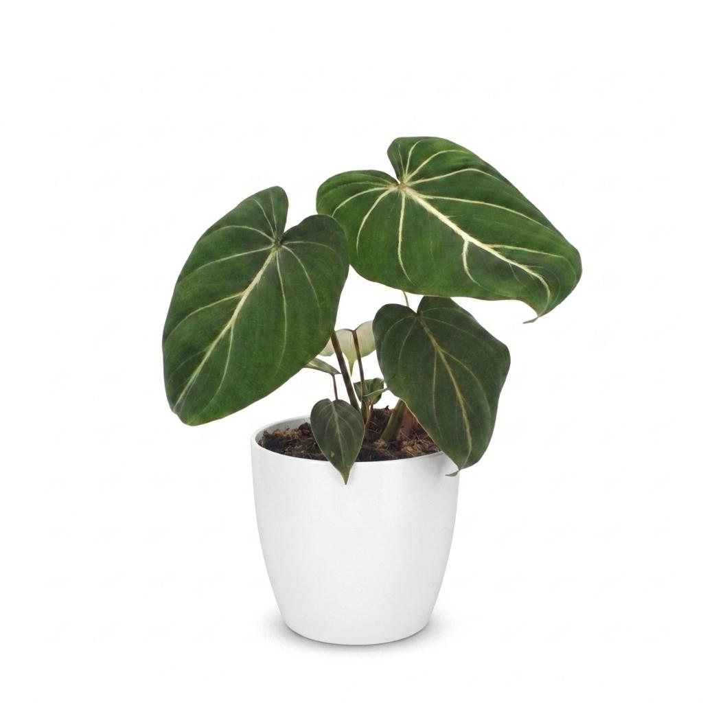 Philodendron Gloriosum - Glorious Philodendron - 1 Plant - with White Pot - Pot 12cm - Height - 25cm