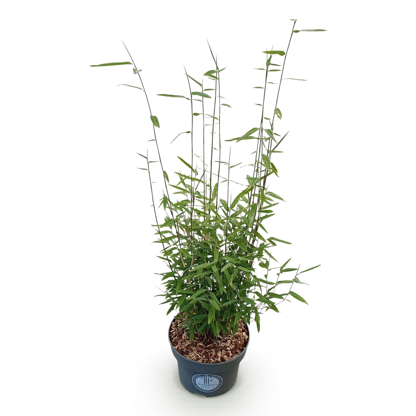 Grasses - Fargesia nitida Black Dragon - Non-invasive Bamboo - Evergreen - Green - 1 Plant - Pot 23 cm - Height 80 cm