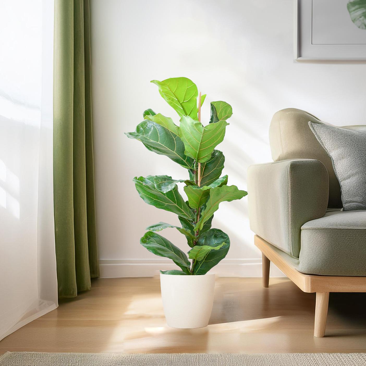 Ficus Lyrata with Potter pot white - 80cm - Ø21