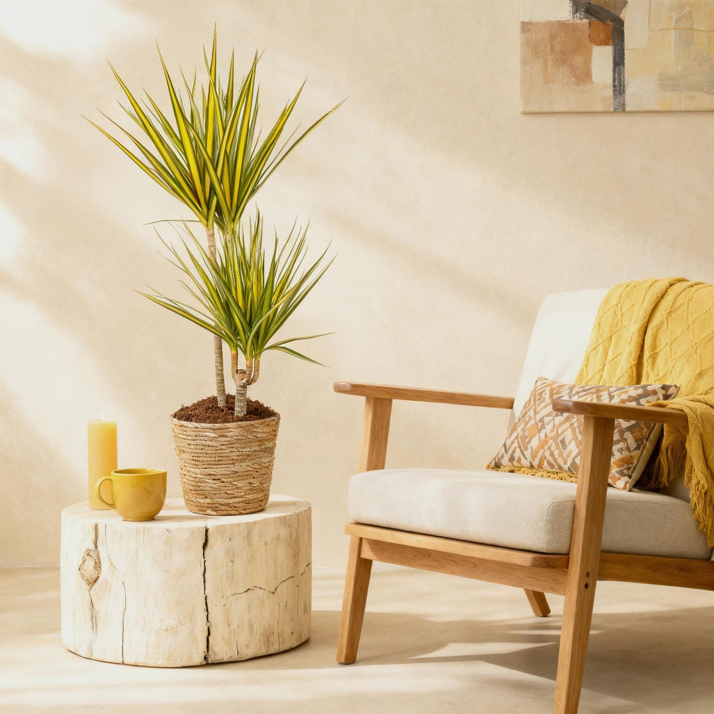 Green BoutiQ - Green is... Houseplants - Dracaena Sunray - Dragon Blood Tree - Low maintenance - Green - 1 Plant - Pot 21cm - Height 90-100cm