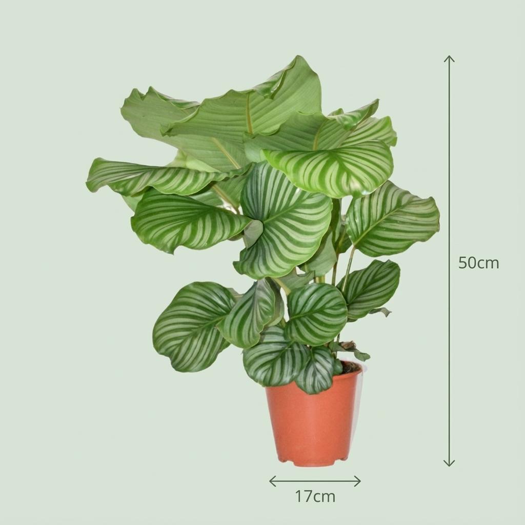 Calathea Orbifolia - Ø 19 cm - Altezza: 60cm