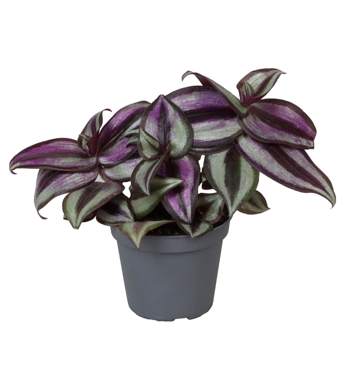 Tradescantia Zebra Pink Joy - Tradescantia Zebra Pink Joy - Paars - Roze - Tropisch - Ø6cm - ↕5cm