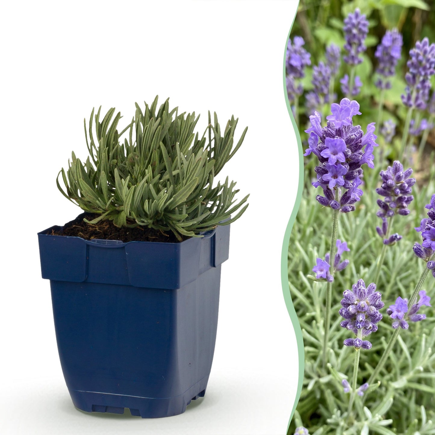 Vasteplant - Lavandula ang. Dwarf Blue - Lavendel - Geurend - Paars - 24 Planten - Pot 11cm - Hoogte 15-25cm