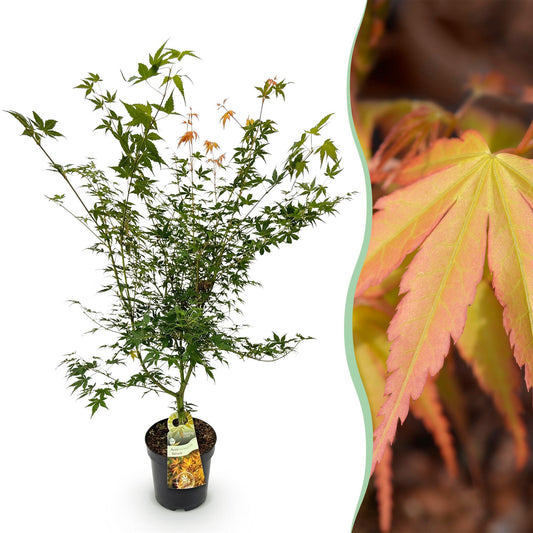 Garden plant - Acer palmatum Katsura - Japanese Maple - Deciduous - Green - 1 - Pot 26cm - Height 90cm