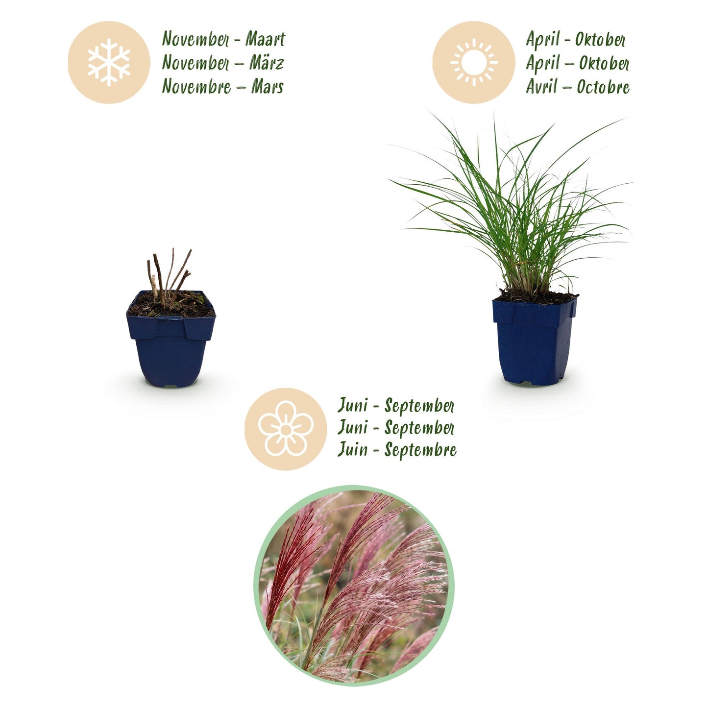 Grasses - Miscanthus sin. Red Chief - Pampas Grass - With Plume - Green - 24 Plants - Pot 11cm - Height 15-25cm