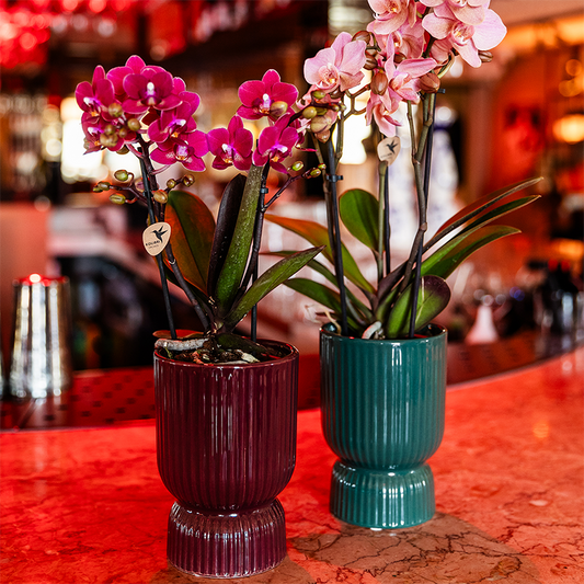 Kolibri Orchids | Paarse Chamonix orchidee + rode Diabolo sierpot | potmaat Ø9cm | bloeiende kamerplant – vers van de kweker | incl. waterreservoir