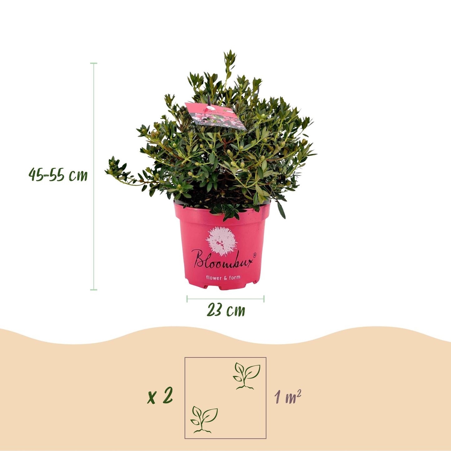 Green boutiQ - Dwarf Rhododendron - Rhododendron Bloombux Magenta - Flowering Boxwood - Low Maintenance - Pink Flower - 1 Plant - Pot 23cm - Height 45-55cm