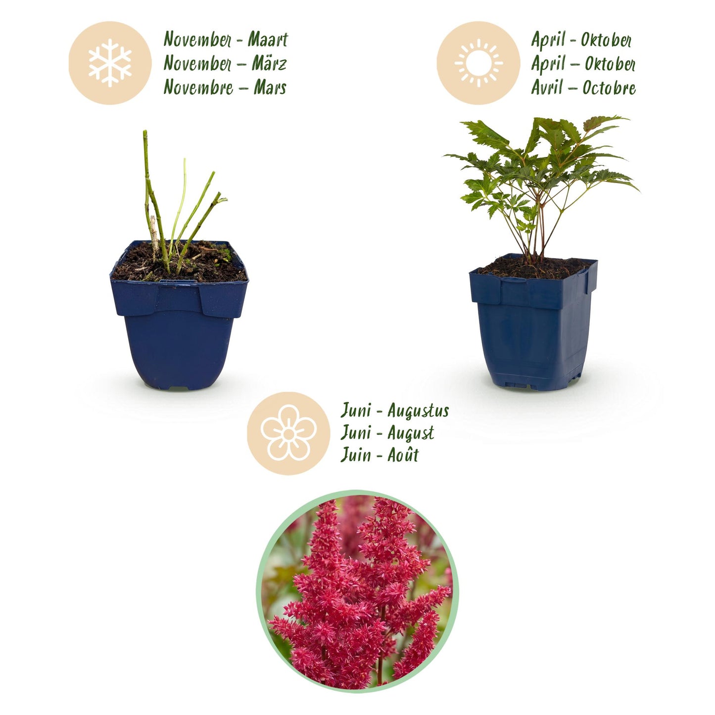 Vasteplant - Astilbe (A) Fanal - Pluimspirea - Schaduw - Rood - 1 Plant - Pot 11cm - Hoogte 15-25cm