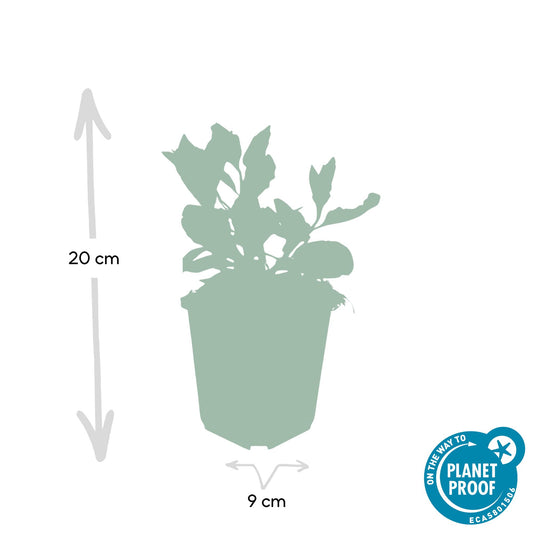 48x Ageratidi di aster 'Asran' - ↕10-25cm - Ø9cm