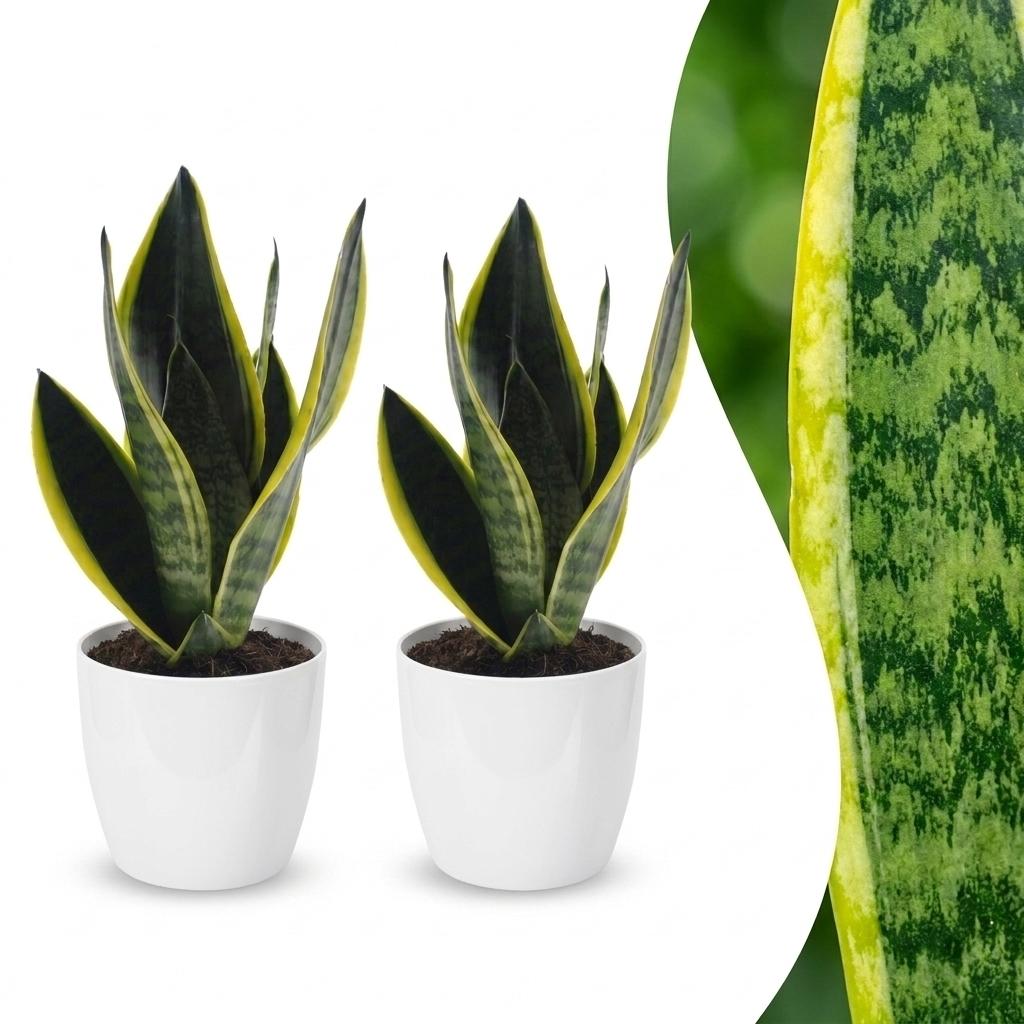 Sansevieria Future Superb - Vrouwentong - 2 Planten - met Potter Wit - Pot 12cm - Hoogte - 35cm