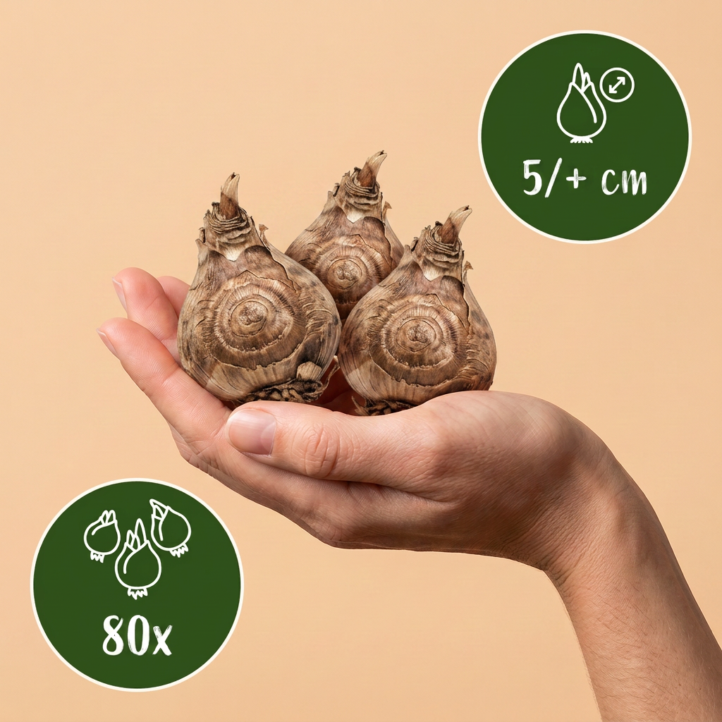 80x Fresia Doppia Mix - Fresia doppia - Varietà miste - Fiore reciso - Calibro bulbo 5/+