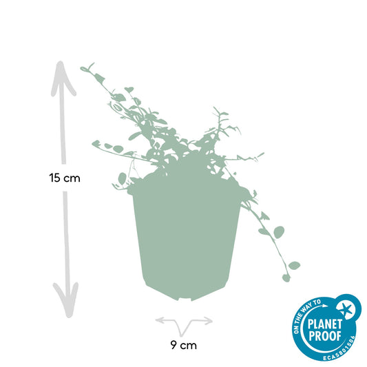 Confezione da 60x Cotoneaster 'Regina dei tappeti' - ↕10-25cm - Ø9cm