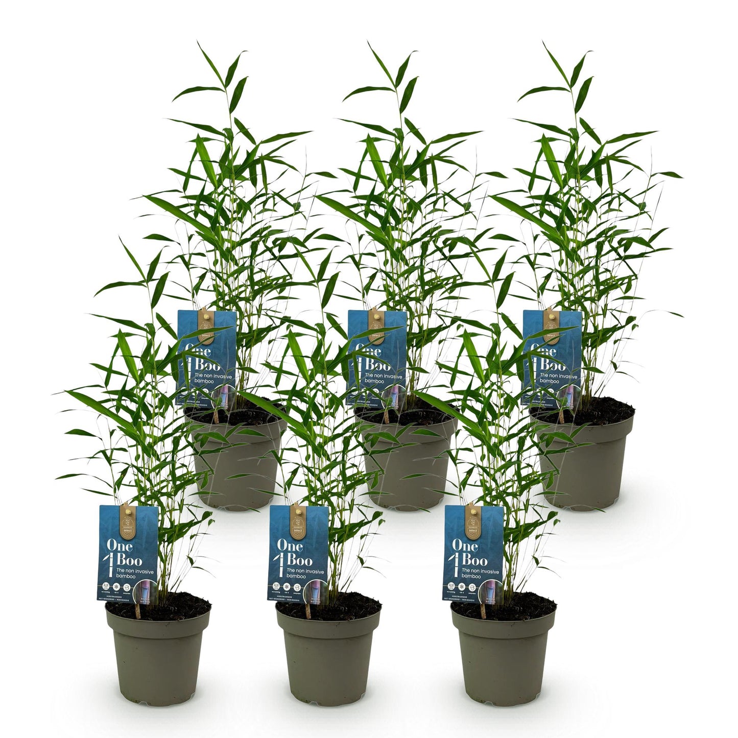 Green boutiQ - Bamboo - Fargesia Blue Dragon - Evergreen - Non-Invasive - Green - 6 Plants - Pot 14cm - Height 35cm