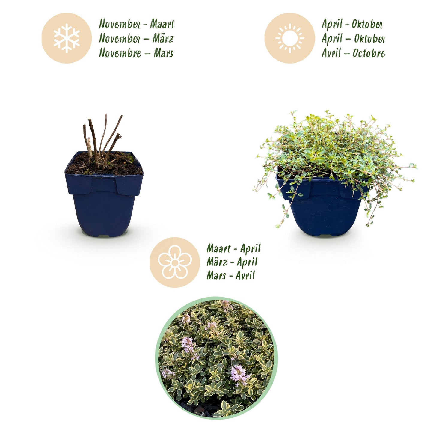 Vasteplant - Thymus citr. Sambesi - Citroentijm - Geurend - Geel - 1 Plant - Pot 11cm - Hoogte 15-25cm