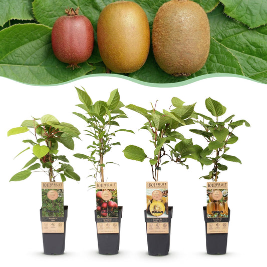 Fruit plant - Actinidia Weiki & Hayward, Ken's Red, Golden Kiwi - Kiwi plant - 1 Male - 3 Female - Plants - Green-Red-Yellow - Pot 15cm - Height 50cm