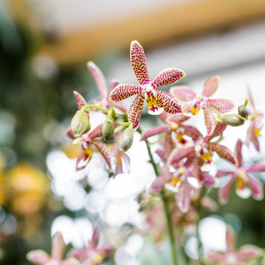 Orchidee colibrì | Orchidea 'Spider' arancione + vaso decorativo Mosa Orange - Dimensioni del vaso Ø9 cm | Pianta da appartamento fiorita - Fresca dal coltivatore