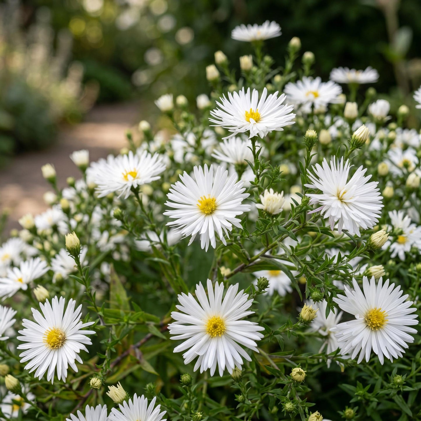 Perennial - Aster (D) Schneekissen - Sea Aster - Bee and Butterfly Attractor - White - 1 Plant - Pot 11cm - Height 15-25cm