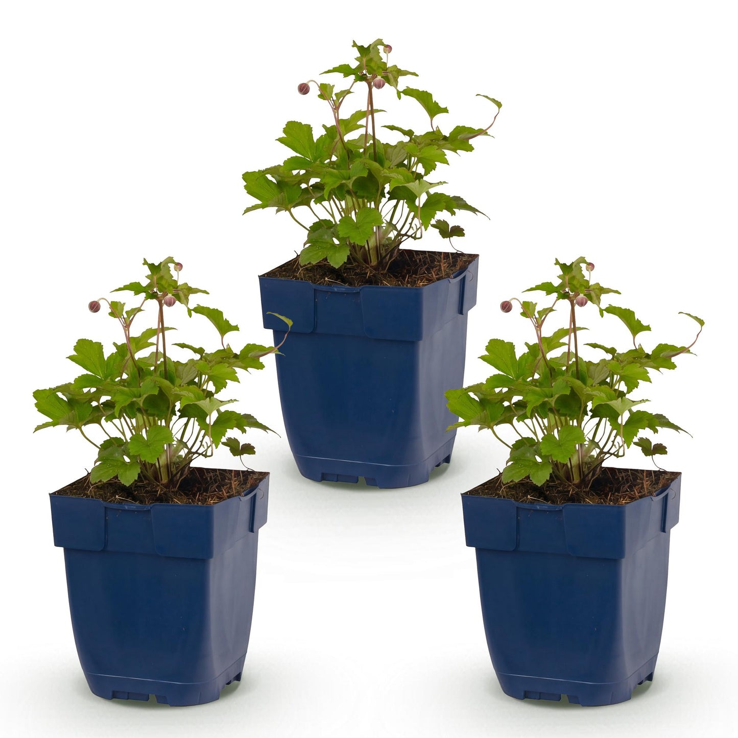 Vasteplant - Anemone hup. Splendens - Herfst Anemoon - Schaduw - Donker Roze - 3 Planten - Pot 11cm - Hoogte 15-25cm