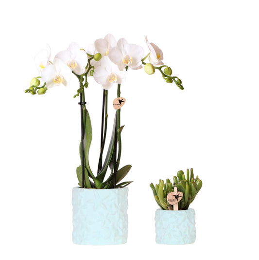 Kolibri Company | Set di piante Star Fish blu | Orchidea Phalaenopsis Amabilis bianca e succulenta incl. vasi decorativi in ​​ceramica