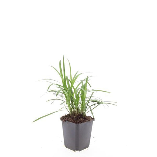 48x Liriope muscari 'Monroe White' - ↕10-25cm - Ø9cm