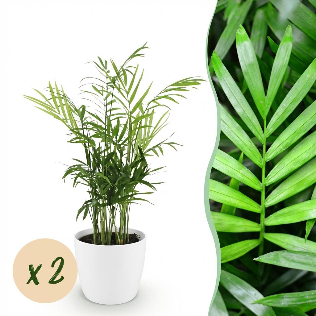 Houseplant - Chamaedorea elegans - Parlor Palm - Pet-Friendly Plant - Green - 2 Plants - with Pot White - Pot 12cm - Height 15cm