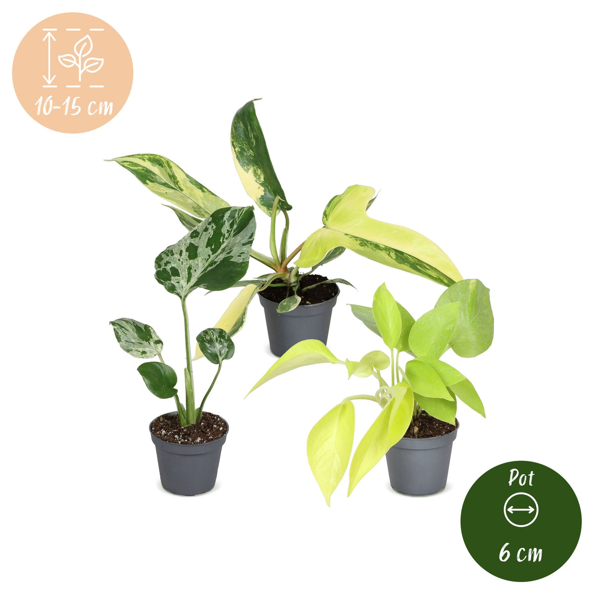 3x Baby Tropical Mix - Diversen - Tropisch - Ø6cm - ↕10-15cm