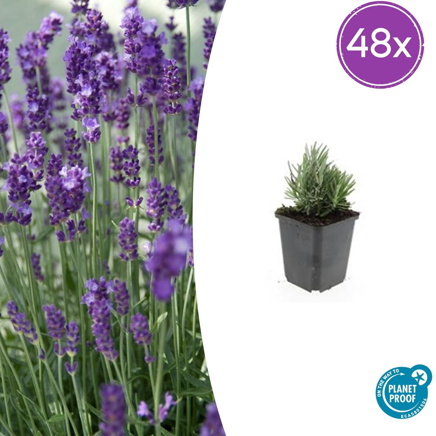 48x Lavandula ang. 'Dwarf Blue' - ↕10-25cm - Ø9cm