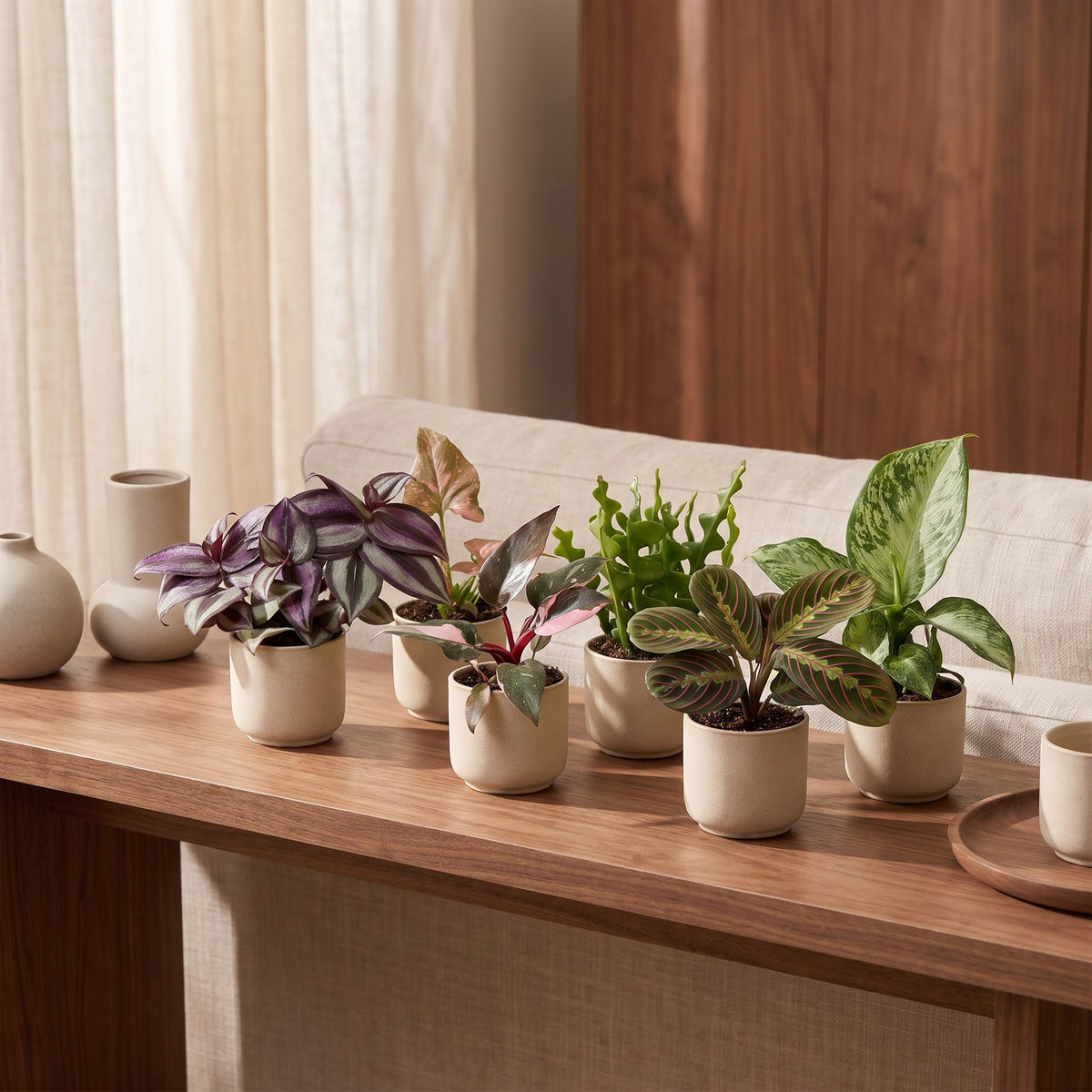 6x Baby Plants Surprise Box - Box a sorpresa di piantine - Varie - Tropicali - Ø6cm - ↕5-15cm