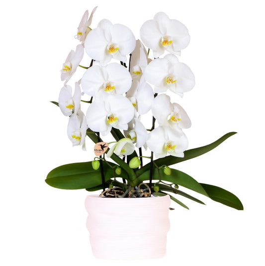 Hummingbird Orchids | White Niagara Falls orchid 12cm in Como pot incl. water reservoir