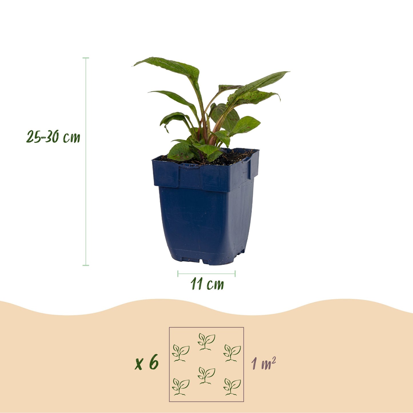 Perenne - Pacchetto per aiuole - Attira api e farfalle - Varie - Tipi e colori - 12 piante - Vaso 11 cm - Altezza 15-25 cm