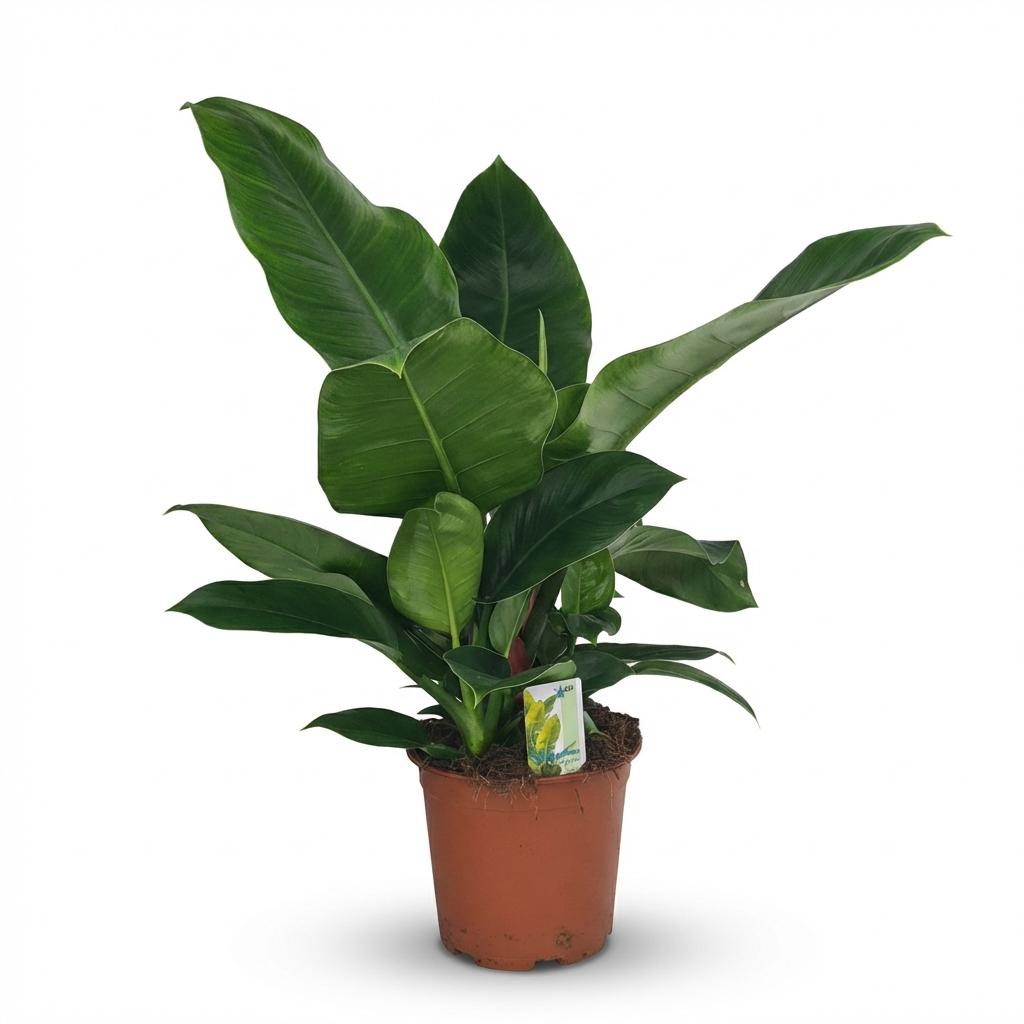 Houseplant - Philodendron - Philodendron Imperial Green - Green - Low maintenance - 1 Plant - Pot 19cm - Height 65cm