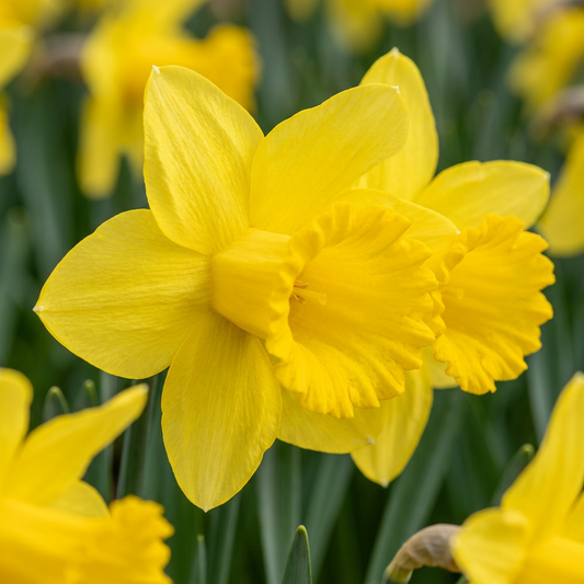 120x Narcissus Carlton - Yellow daffodil - Yellow - Spring bloomer - Bulb size 12/14