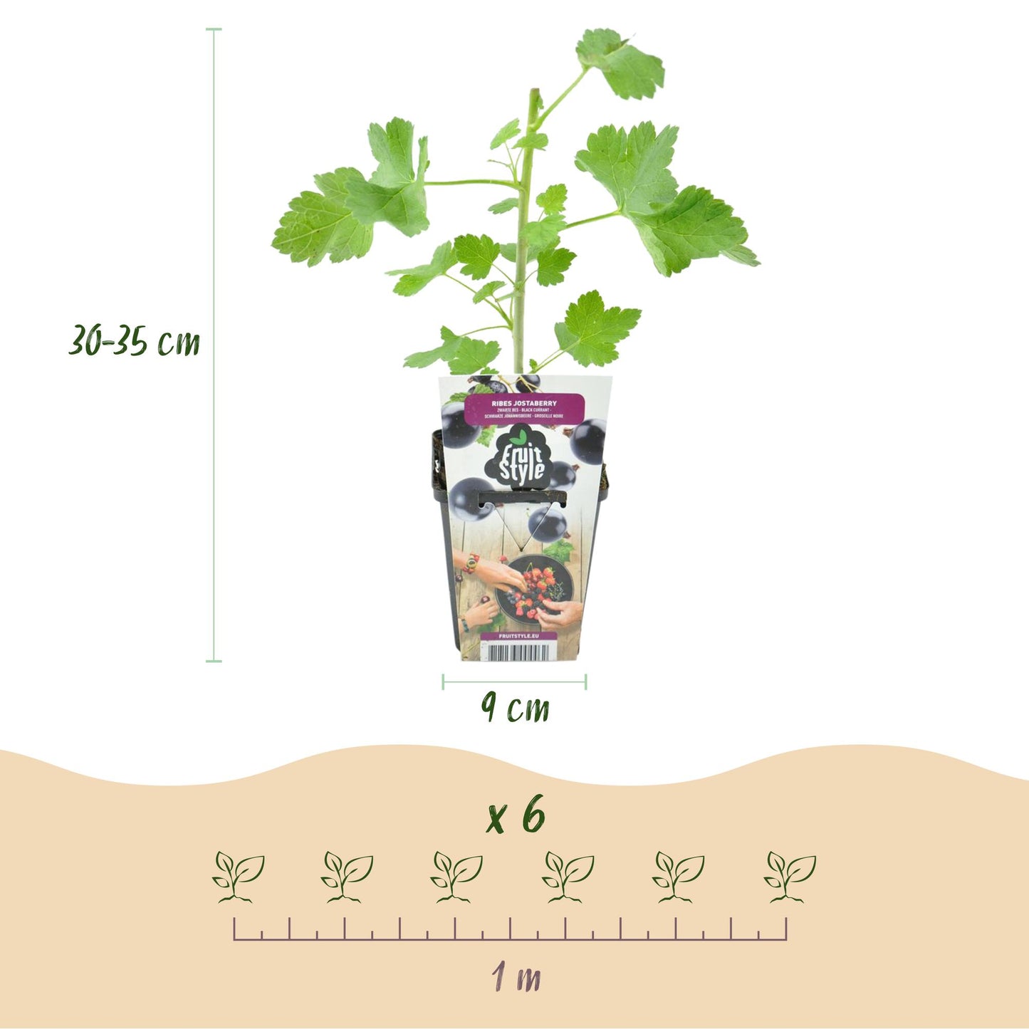 Fruitplanten - Jostabes - Ribes Jostabes - Winterhard - 3 Planten - Pot 9 cm - Zwarte Bes