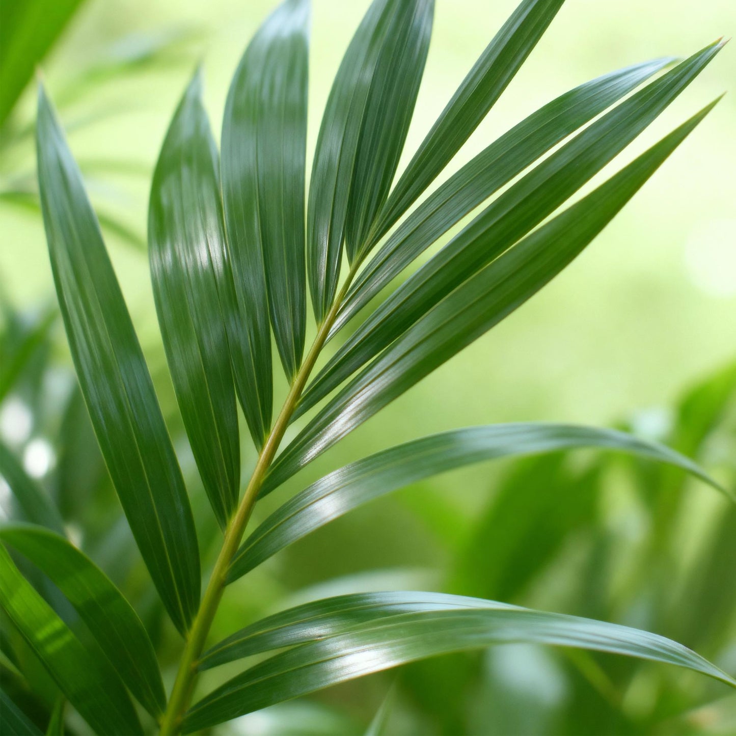 Green boutiQ - Houseplant - Howea Forsteriana - Kentia Palm - Low Maintenance - Green - 1 plant - Pot 21cm - Height 120-130cm