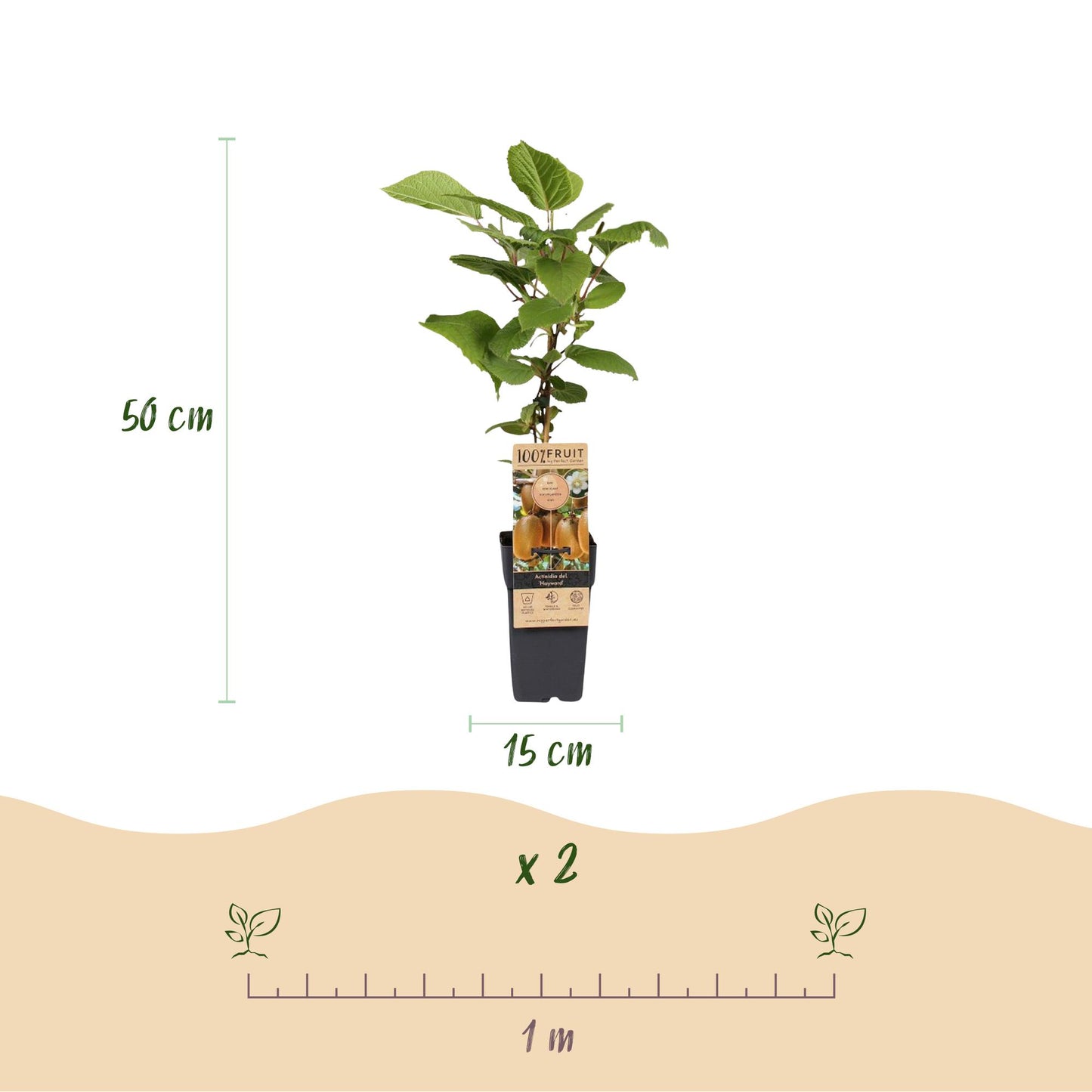Fruit plant - Actinidia Weiki & Hayward - Kiwi plant - 1 Male - 3 Female - Plants - Green - Pot 15cm - Height 50cm