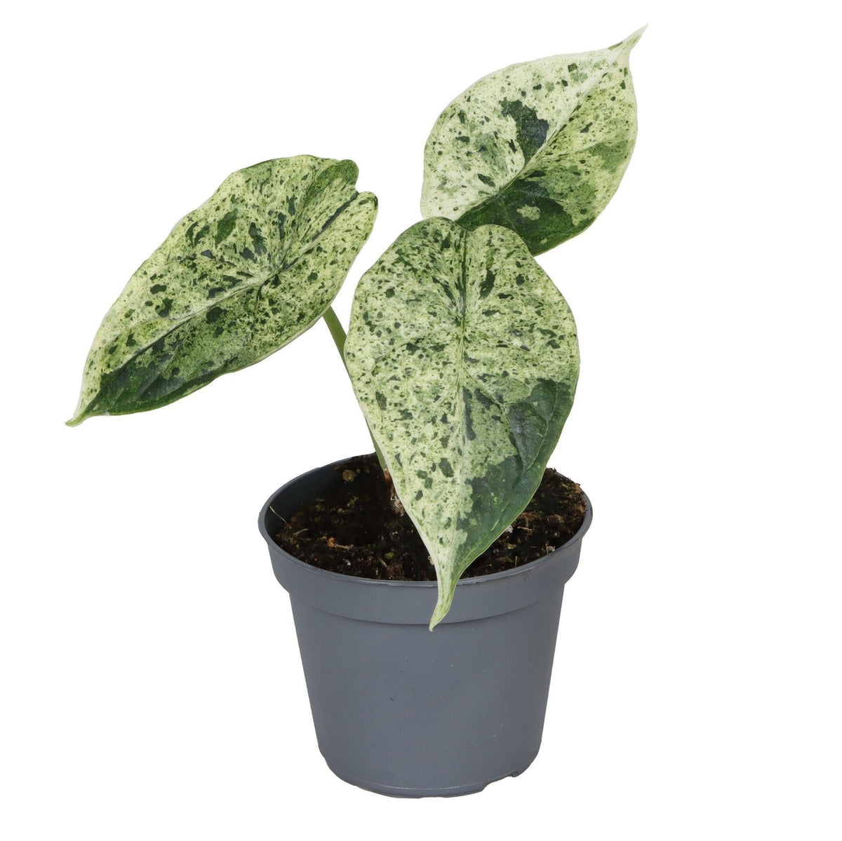 Alocasia Dragon Scale Mint Variegata - Alocasia Dragon Scale Mint Variegata - Groen - Variegata - Tropisch - Ø6cm - ↕12cm