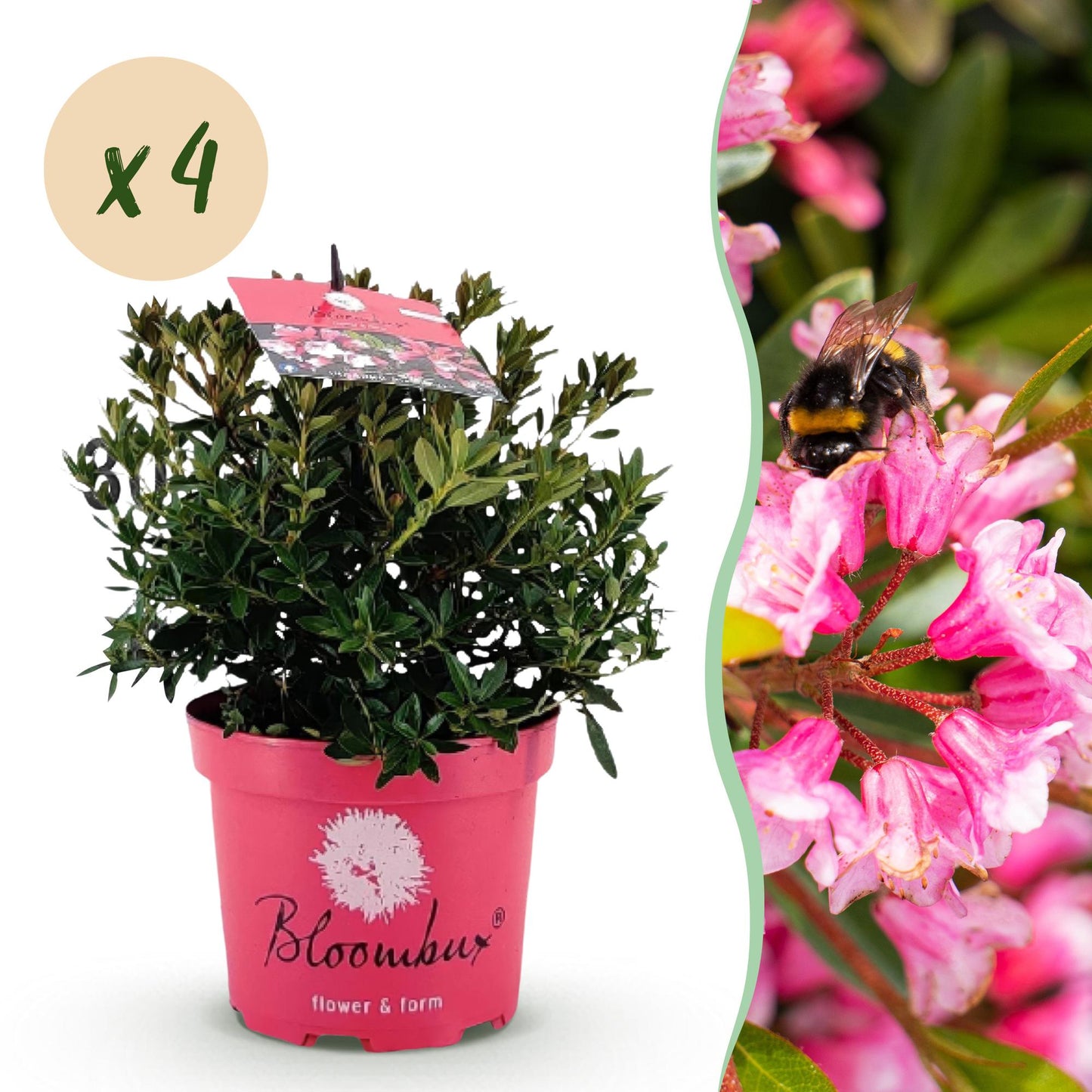 Green boutiQ - Dwerg Rhododendron - Rhododendron Bloombux Magenta - Bloeiende Buxus - Weinig Onderhoud - Roze Bloem - 4 Planten - Pot 17cm - Hoogte 30-40cm