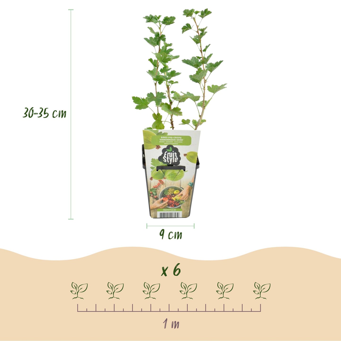 Green boutiQ - Fruitplanten - Kruisbes - Ribes uva-crispa Hinnonmaki Grun - Winterhard - 3 Planten - Pot 9 cm - Groene Bes