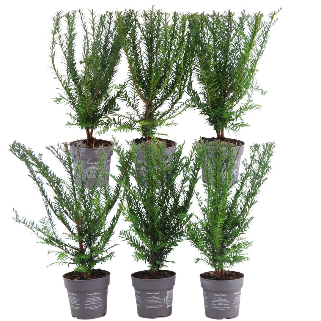 Plants By Frank - 1 meter Yew hedge - Taxus baccata - Set of 6 hardy hedge plants - Evergreen hedge - Delivered freshly from the grower
