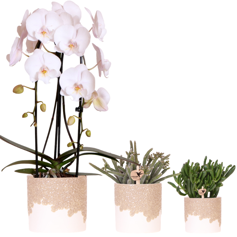 Kolibri Company | Plantenset Bloom Sand | Witte Niagara Falls orchidee 12cm + groene planten incl. Bloom Sand sierpotten