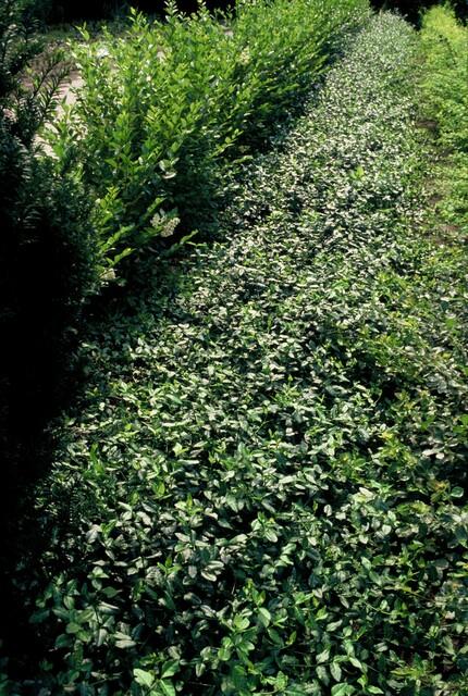 48x Euonymus fort. 'Coperta del dardo' - ↕10-25cm - Ø9cm