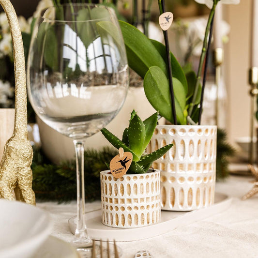 Hummingbird Company | Set di piante Le Chic piccolo | Orchidea Phalaenopsis Amabilis bianca e succulenta incl. vasi decorativi in ​​ceramica su vassoio organico color crema