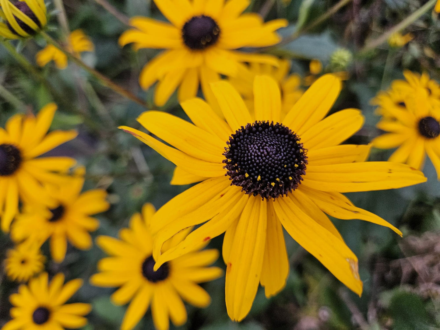 48x Rudbeckia fulgida 'Goldsturm' - ↕10-25cm - Ø9cm