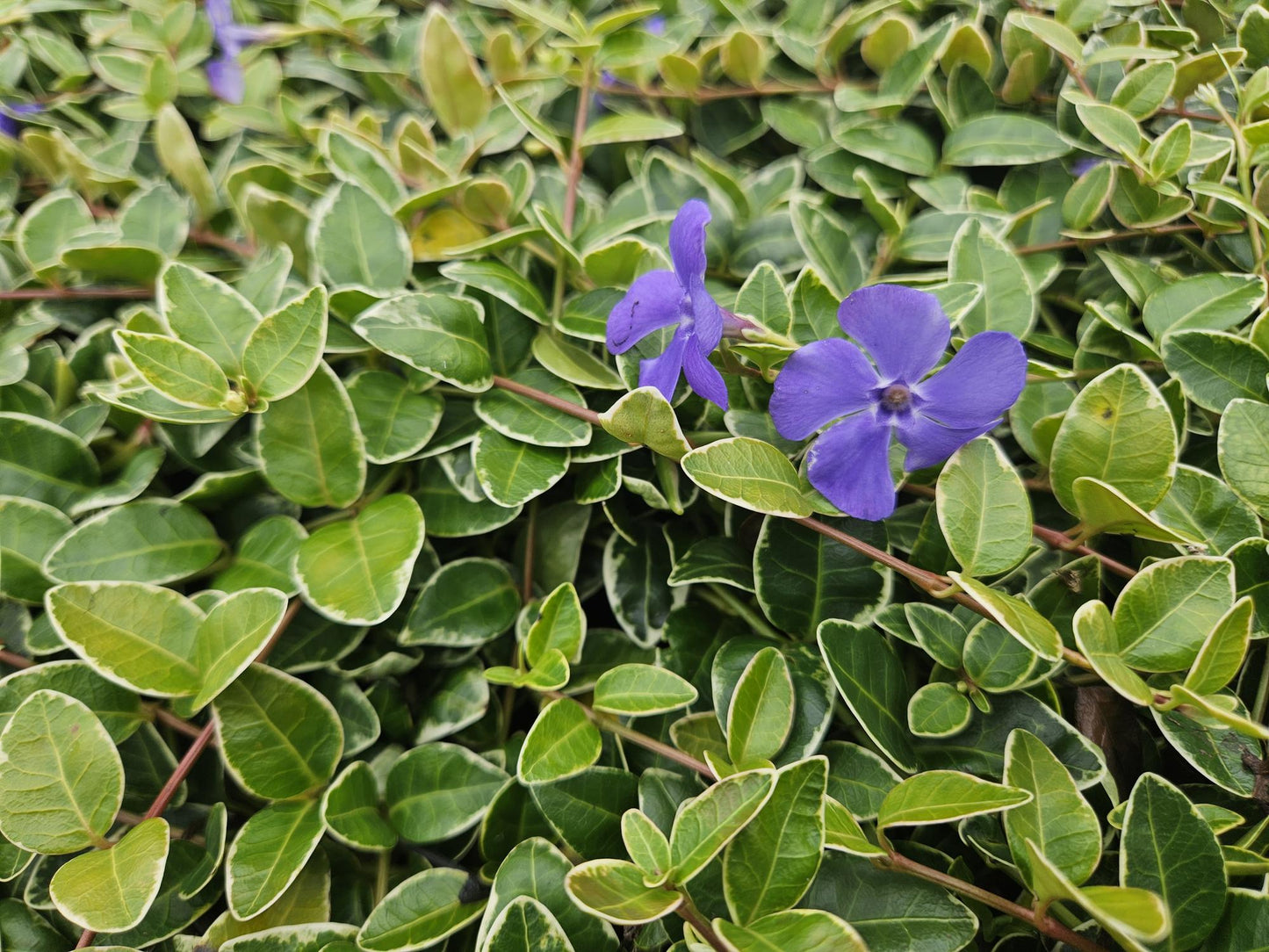 6x Vinca minor 'Ralph Shugert' - ↕10-25cm - Ø9cm