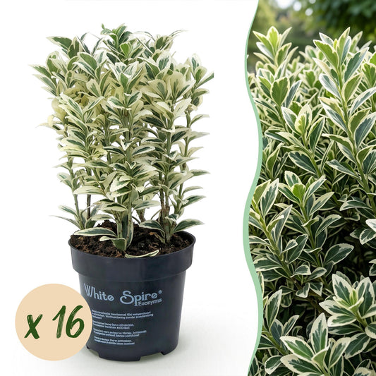 Green boutiQ - 16x Euonymus japonicus White Spire - Spindle Tree - Hedge Plants - Evergreen - White - Green - Pot 9cm - Height 20-30cm
