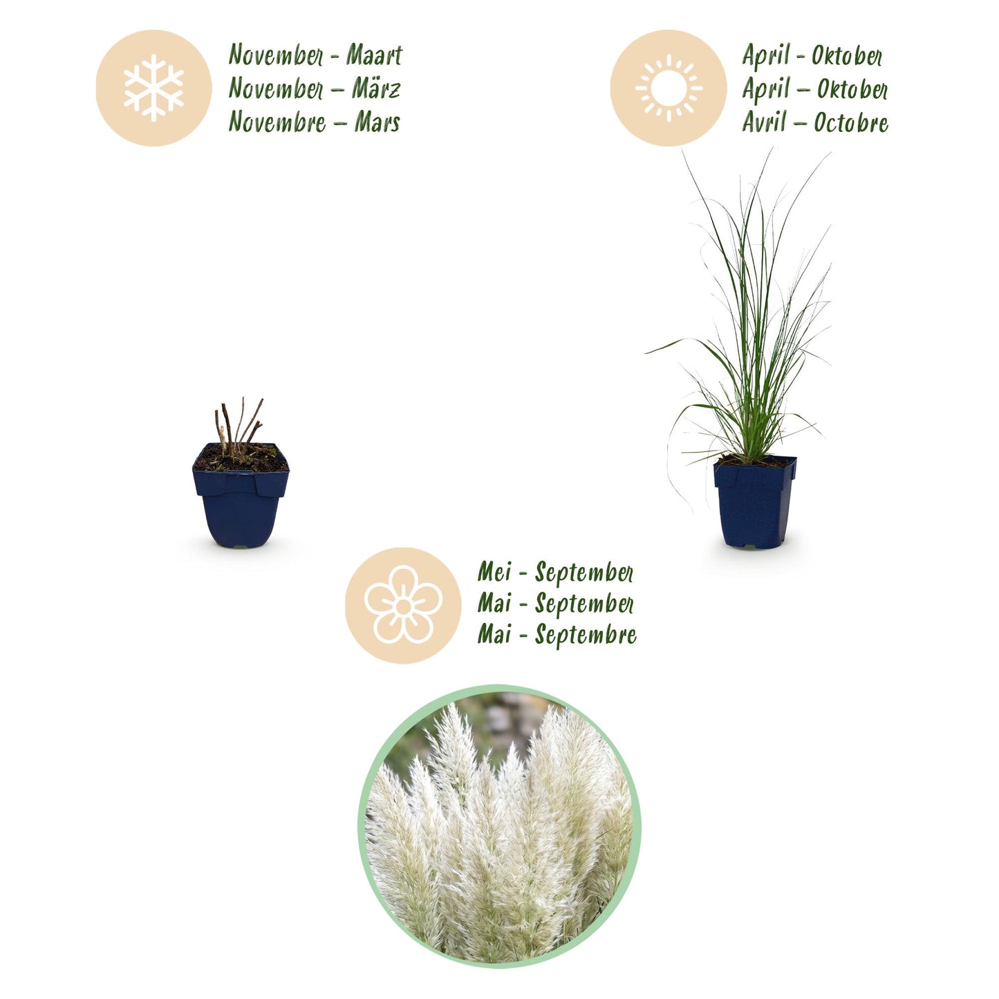 Grassen - Cortaderia sell. Pumila - Dwergpampasgras - Met Pluim - Grijs - 6 Planten - Pot 11cm - Hoogte 15-25cm