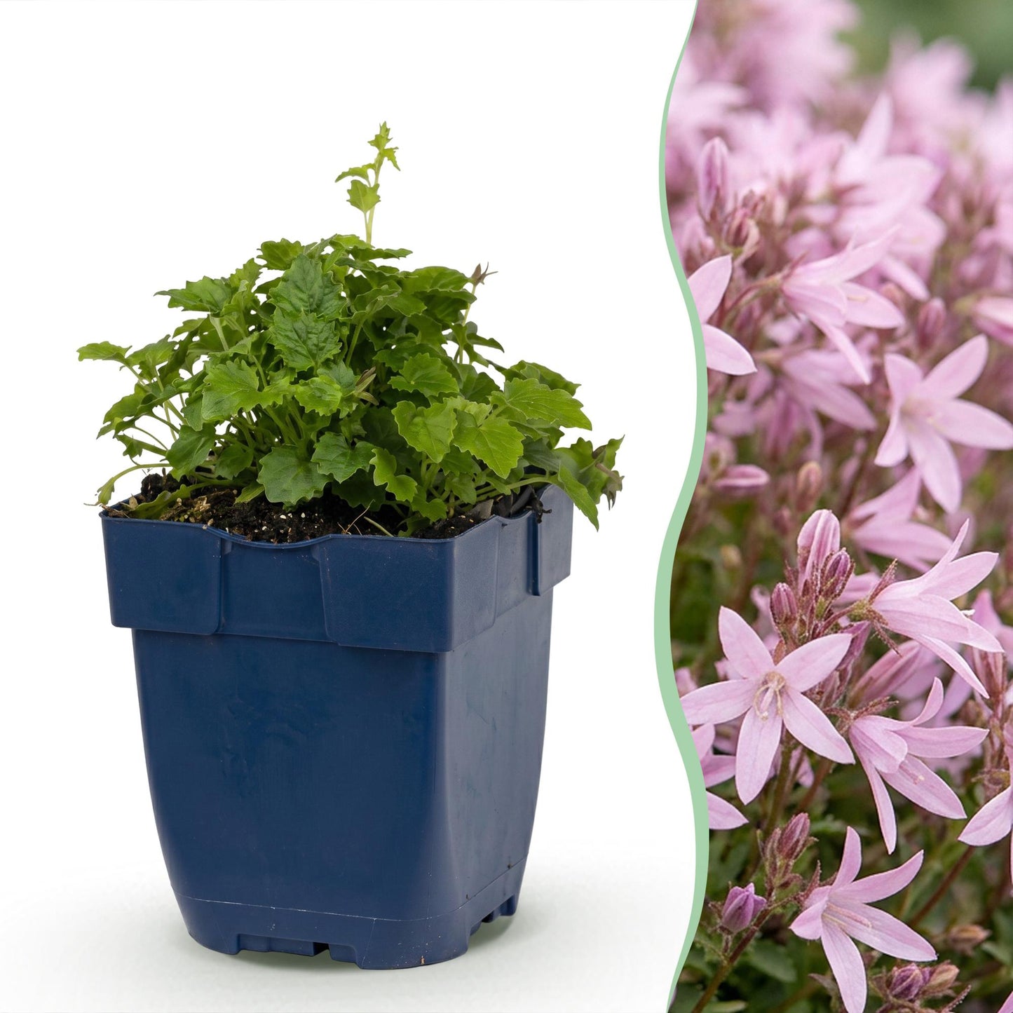 Green boutiQ - Plante vivace - Campanula posch. Lisduggan Variety - Gant de cour - Couvrant de sol - Blanc - 12 Plantes - Pot 11cm - Hauteur 15-25cm