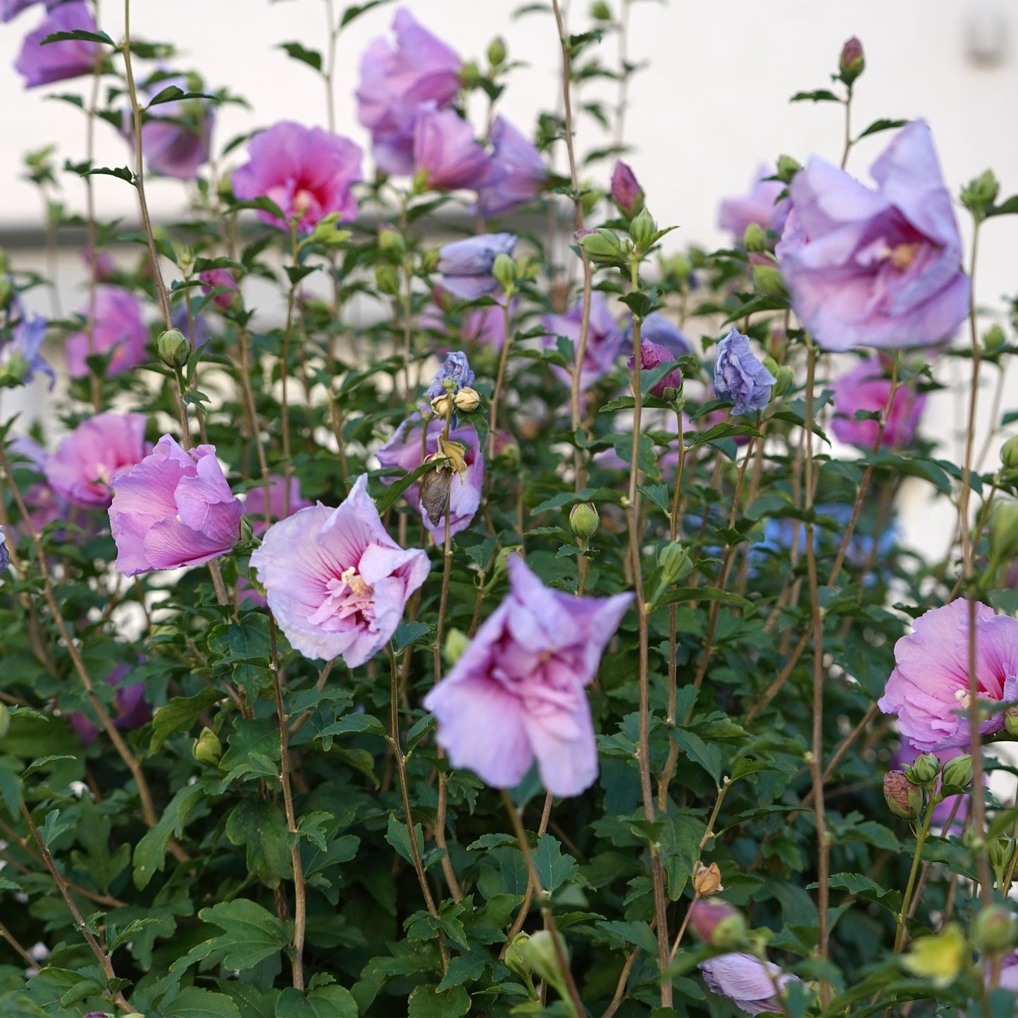 Green boutiQ - Plant op Stam -Hibiscus syriacus Lavendor Chiffon® - Terras Plant - Bladverliezend - Winterhard - Paarse Bloem - Pot 19cm Hoogte 90cm