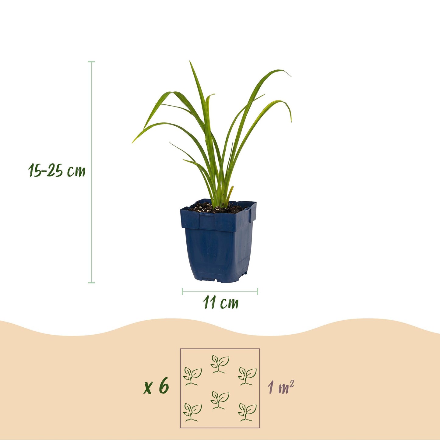 Green boutiQ - Plante vivace - Hemerocallis Mauna Loa - Hémérocalle - Attire les abeilles et les papillons - Orange - 6 Plantes - Pot 11cm - Hauteur 15-25cm