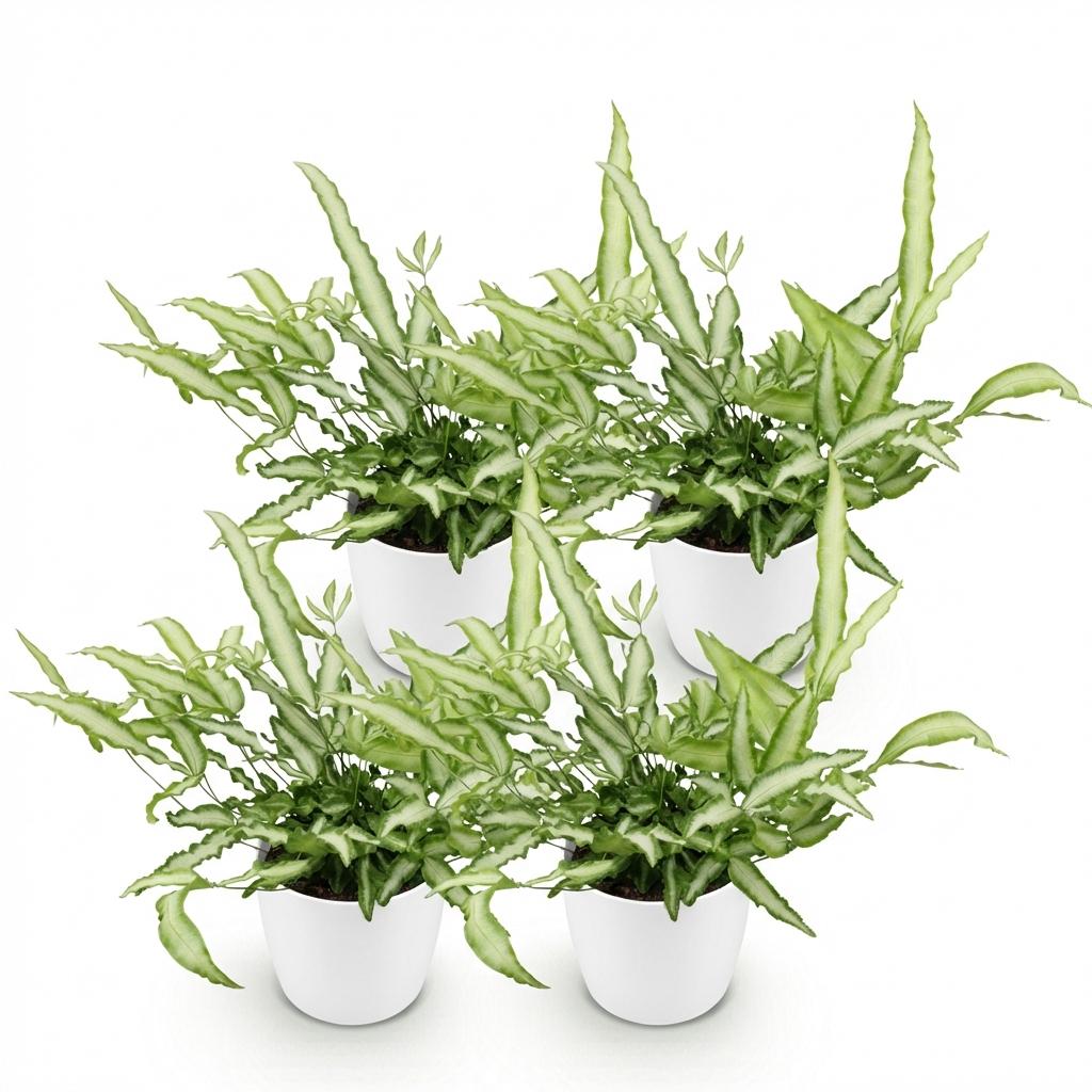Green boutiQ - Houseplant - Pteris cretica Albolineata - Ribbon Fern - Pet-Friendly Plant - Green - 4 Plants - with Potter White - Pot 12cm - Height 20cm